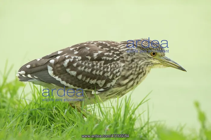 : Black-crowned Night Heron : Black-crowned Night Heron