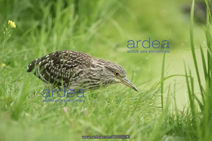: Black-crowned Night Heron : Black-crowned Night Heron