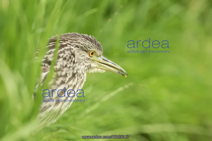 : Black-crowned Night Heron : Black-crowned Night Heron