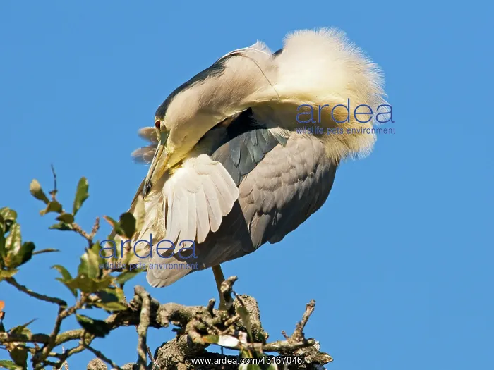 : Black-Crowned Night Heron : Black-Crowned Night Heron