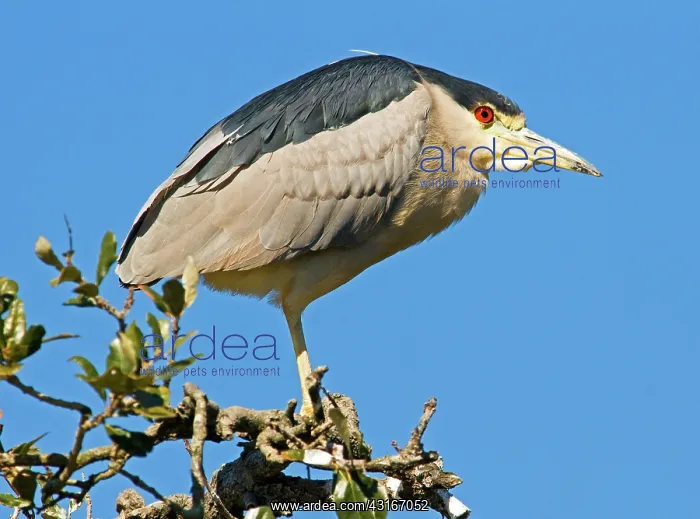 : Black-crowned Night Heron : Black-crowned Night Heron