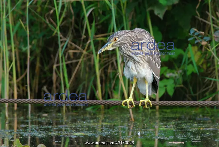 : Black-crowned Night Heron : Black-crowned Night Heron