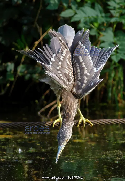 : Black-crowned Night Heron : Black-crowned Night Heron