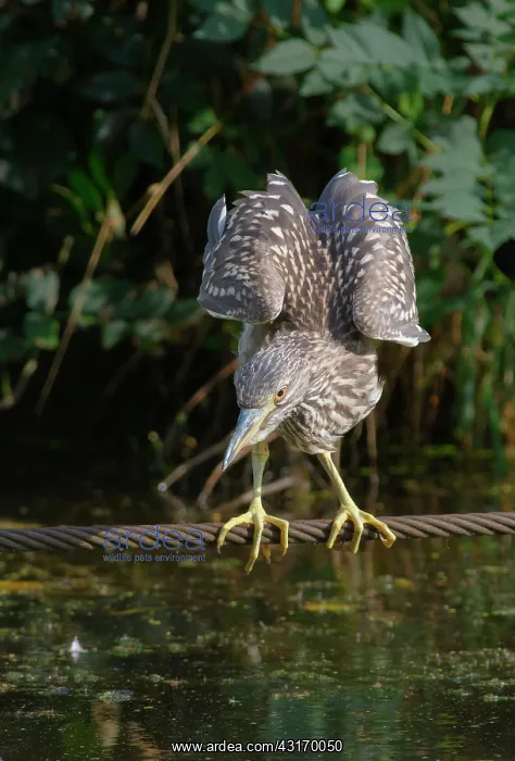 : Black-crowned Night Heron : Black-crowned Night Heron