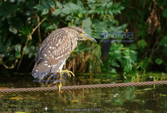 : Black-crowned Night Heron : Black-crowned Night Heron
