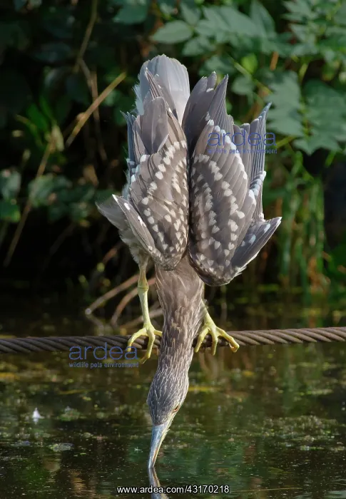 : Black-crowned Night Heron : Black-crowned Night Heron