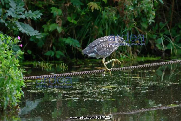 : Black-crowned Night Heron : Black-crowned Night Heron