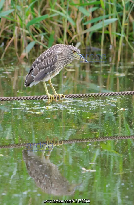 : Black-crowned Night Heron : Black-crowned Night Heron
