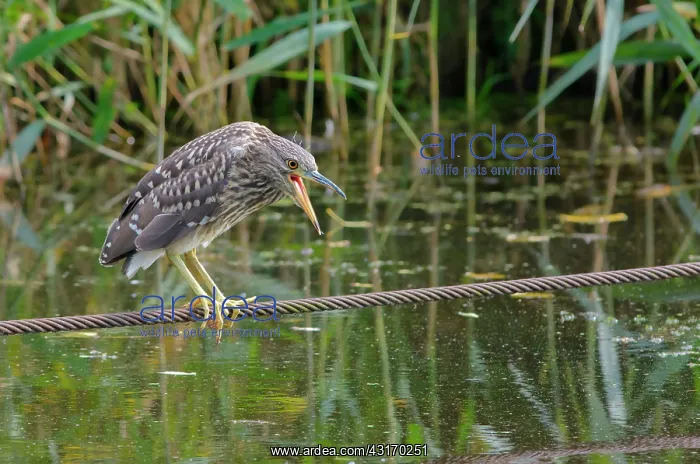 : Black-crowned Night Heron : Black-crowned Night Heron