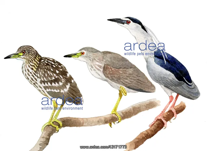 : Black-crowned Night Heron : Black-crowned Night Heron
