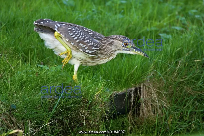 : Black-crowned Night Heron : Black-crowned Night Heron