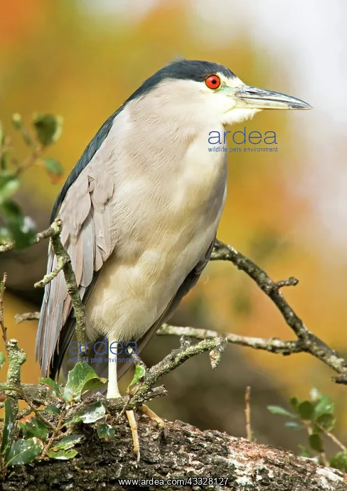 : Black-Crowned Night Heron : Black-Crowned Night Heron