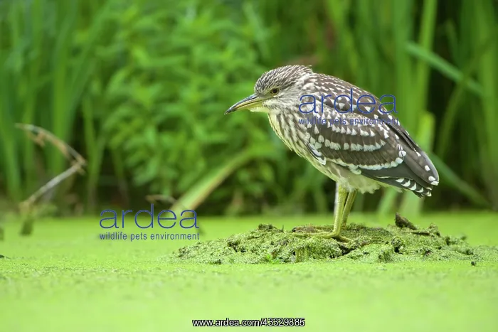 : Black-crowned Night Heron : Black-crowned Night Heron