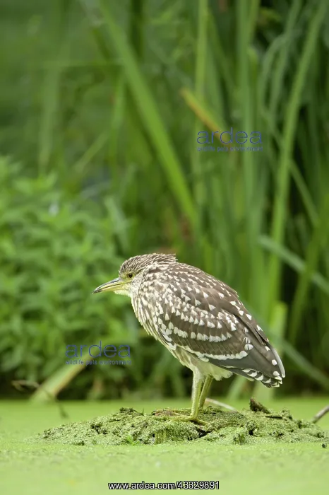 : Black-crowned Night Heron : Black-crowned Night Heron