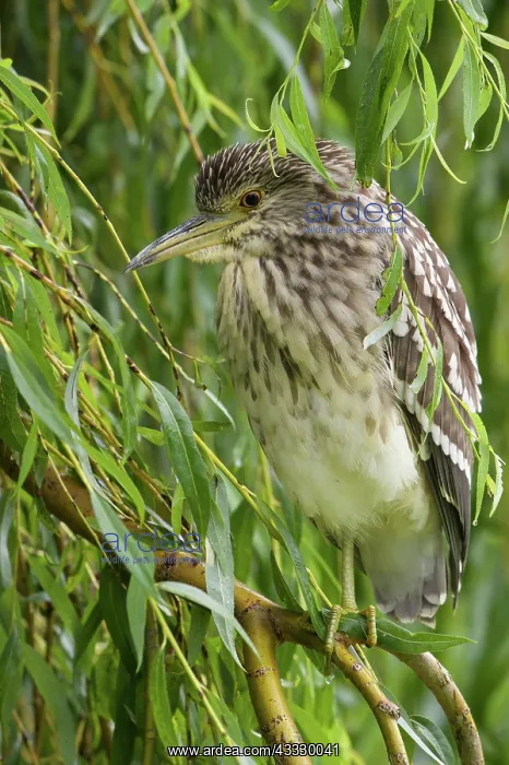 : Black-crowned Night Heron : Black-crowned Night Heron