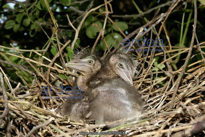 : Black-crowned Night-Heron - two chicks at nest : Black-crowned Night-Heron - two chicks at nest