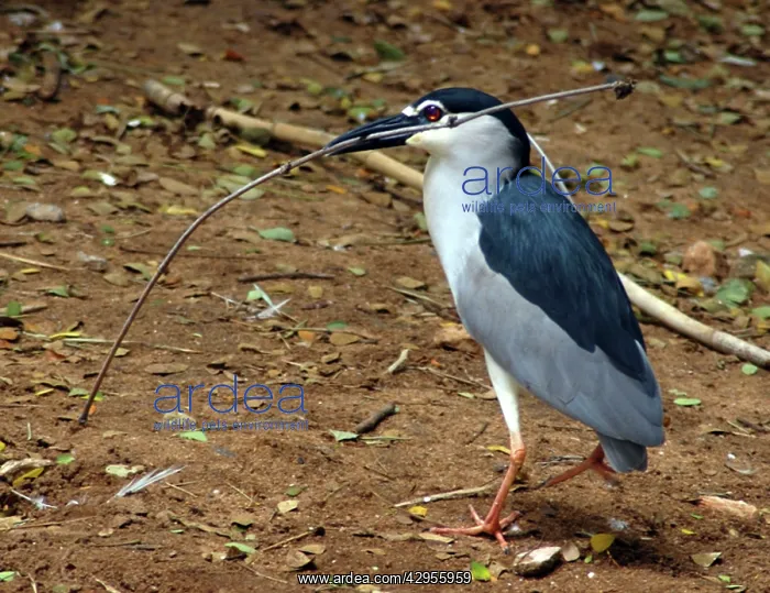 : Black Crowned Night Heron: collecting nestbuilding material : Black Crowned Night Heron: collecting nestbuilding material