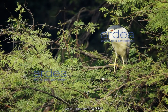 : Black Crowned Night Heron - at daytime roost : Black Crowned Night Heron - at daytime roost