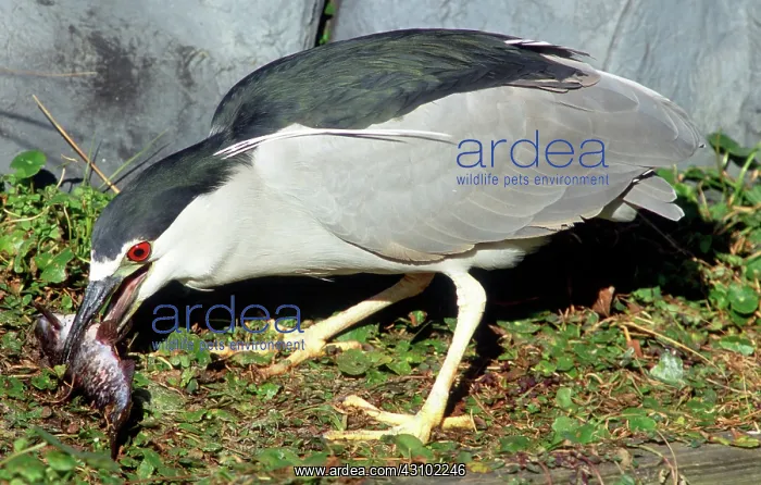 : Black-crowned Night-Heron eating a fish : Black-crowned Night-Heron eating a fish