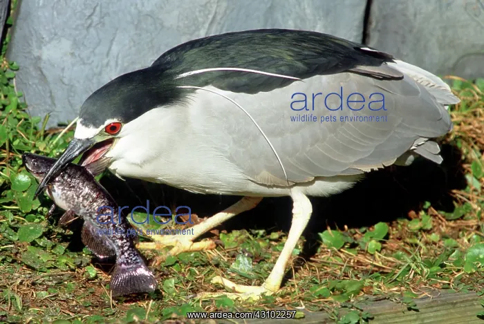  : Black-crowned Night-Heron eating a fish