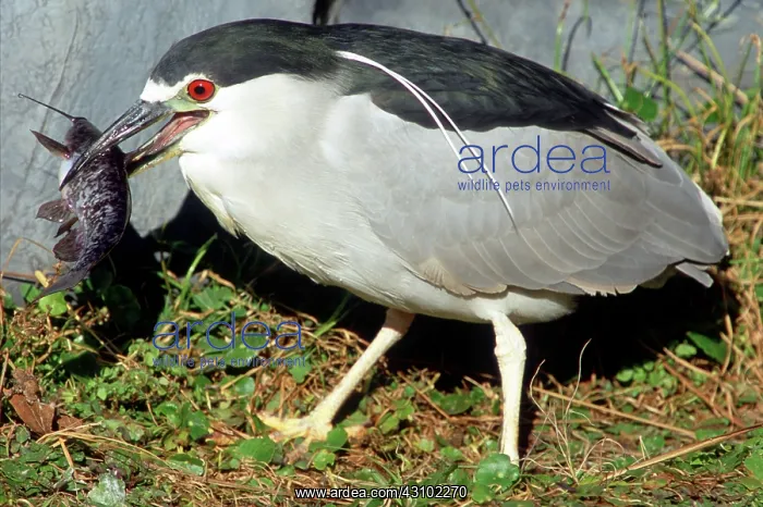 : Black-crowned Night-Heron eating a fish : Black-crowned Night-Heron eating a fish