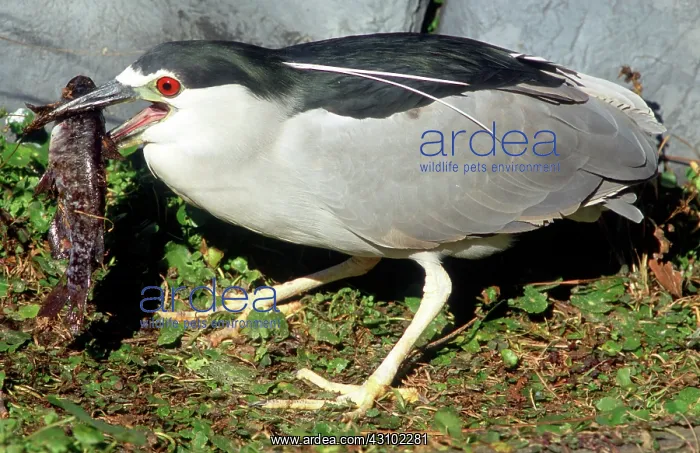 : Black-crowned Night-Heron eating a fish : Black-crowned Night-Heron eating a fish