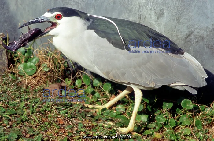 : Black-crowned Night-Heron eating a fish : Black-crowned Night-Heron eating a fish