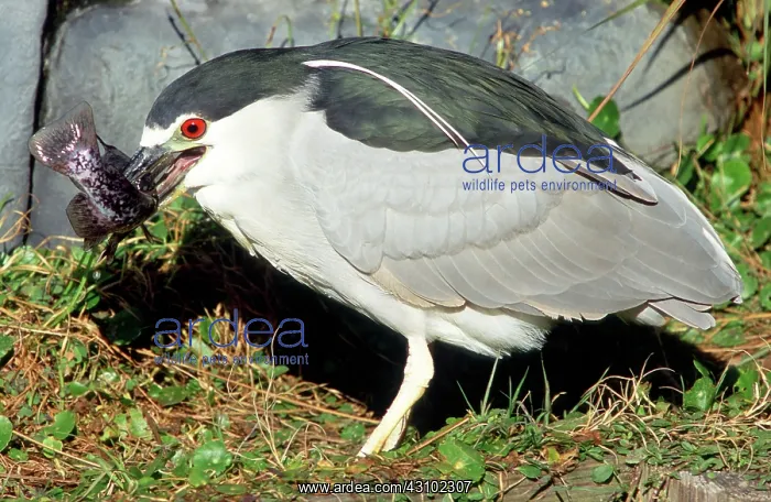 : Black-crowned Night-Heron eating a fish : Black-crowned Night-Heron eating a fish