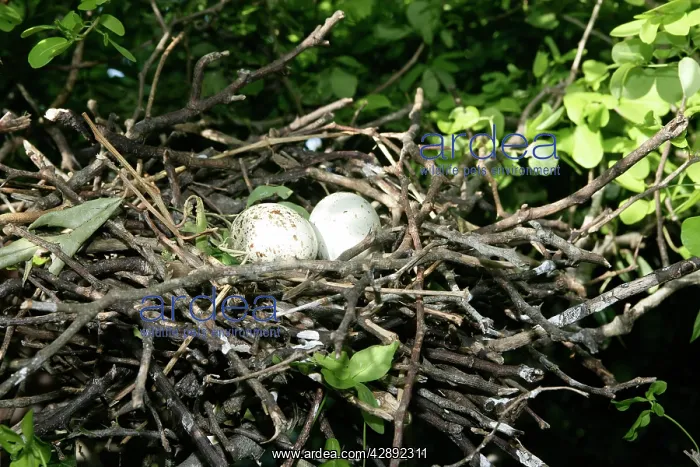 : Black-crowned Night-Heron - eggs in nest : Black-crowned Night-Heron - eggs in nest