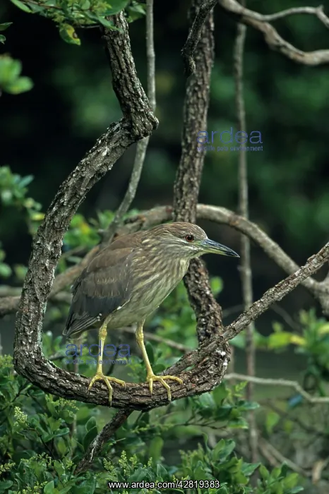 : Black-crowned Night-Heron - First spring plumage : Black-crowned Night-Heron - First spring plumage