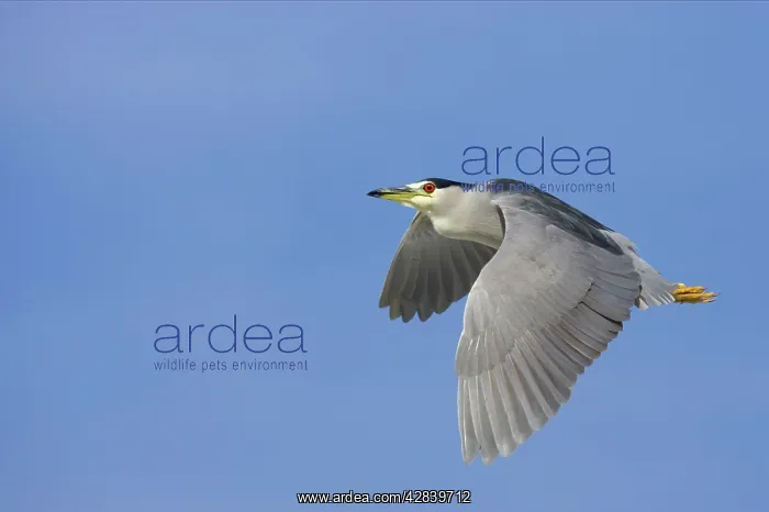 : Black-Crowned Night-Heron - in flight : Black-Crowned Night-Heron - in flight