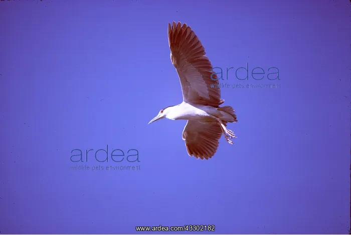: Black-Crowned Night HERON - in flight : Black-Crowned Night HERON - in flight