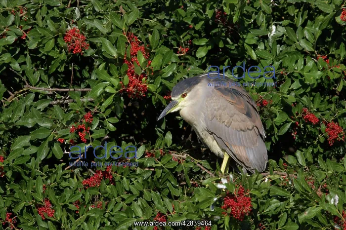 : Black-Crowned Night-Heron - juvenile : Black-Crowned Night-Heron - juvenile