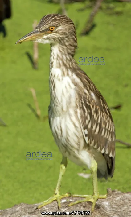 : Black-crowned Night-Heron juvenile : Black-crowned Night-Heron juvenile
