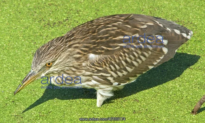 : Black-crowned Night-Heron juvenile : Black-crowned Night-Heron juvenile