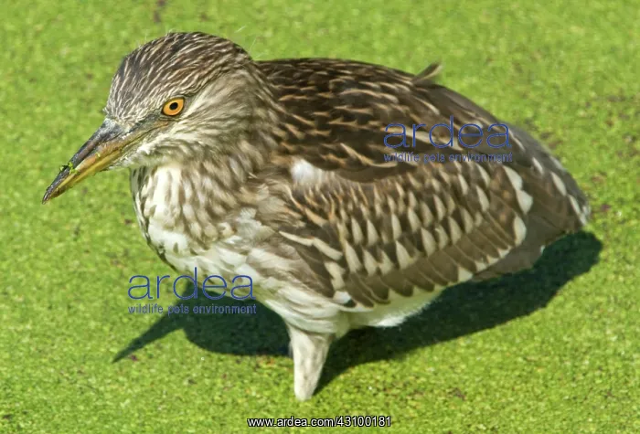 : Black-crowned Night-Heron juvenile : Black-crowned Night-Heron juvenile