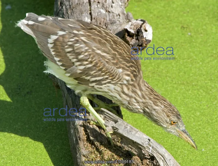 : Black-crowned Night-Heron juvenile : Black-crowned Night-Heron juvenile