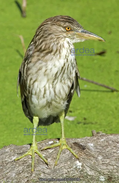 : Black-crowned Night-Heron juvenile : Black-crowned Night-Heron juvenile
