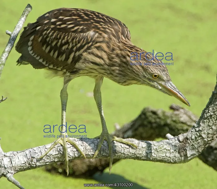: Black-crowned Night-Heron juvenile : Black-crowned Night-Heron juvenile