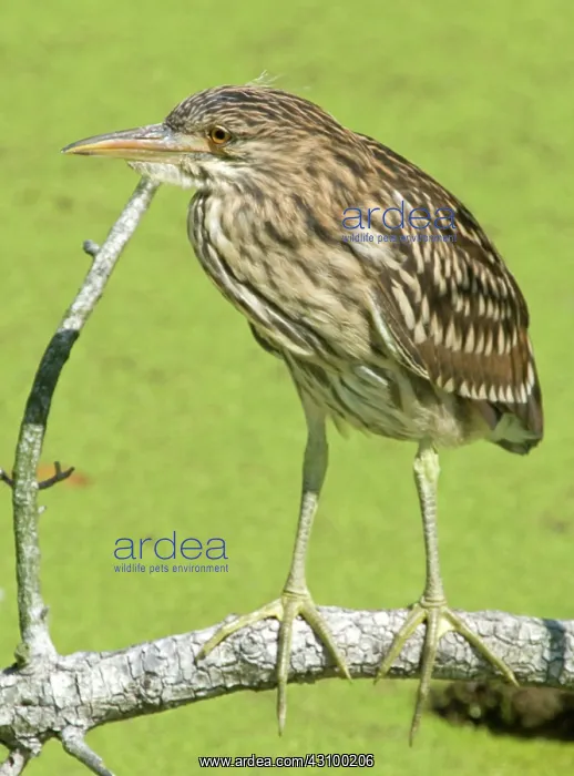 : Black-crowned Night-Heron juvenile : Black-crowned Night-Heron juvenile