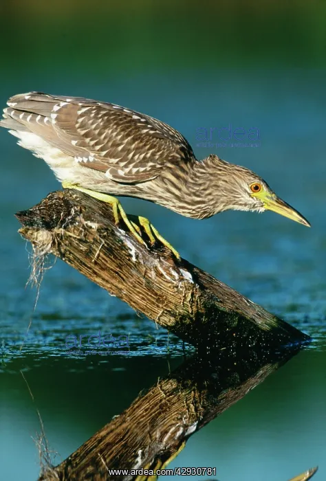 : Black-Crowned Night HERON - juvenile, hunting : Black-Crowned Night HERON - juvenile, hunting