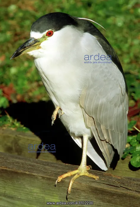 : Black-crowned Night-Heron on one leg : Black-crowned Night-Heron on one leg