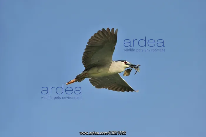 : Black-crowned Night-Heron with nesting material in flight : Black-crowned Night-Heron with nesting material in flight