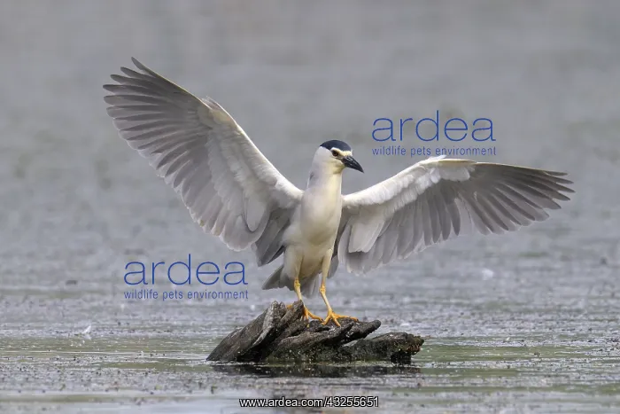 : Black-crowned Night Heron (Nycticorax nycticora : Black-crowned Night Heron (Nycticorax nycticora