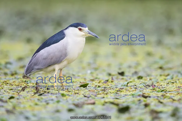 : Black-crowned Night Heron (Nycticorax nycticora : Black-crowned Night Heron (Nycticorax nycticora