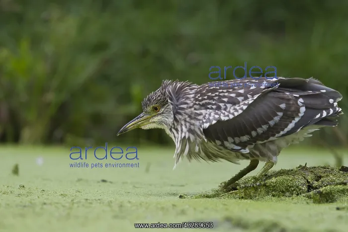 : Black-crowned Night Heron (Nycticorax nycticora : Black-crowned Night Heron (Nycticorax nycticora