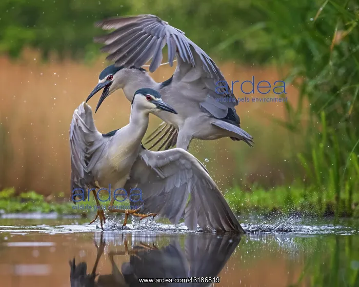 : Black-crowned night heron (Nycticorax nycticorax) : Black-crowned night heron (Nycticorax nycticorax)