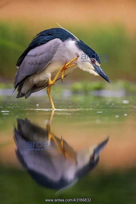 : Black-crowned night heron (Nycticorax nycticorax) : Black-crowned night heron (Nycticorax nycticorax)