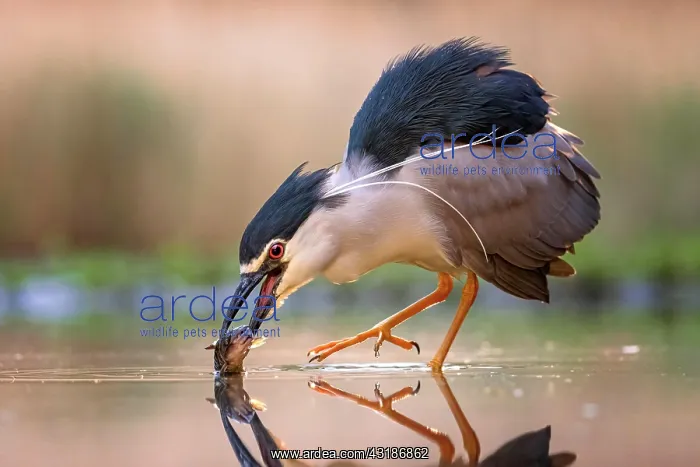 : Black-crowned night heron (Nycticorax nycticorax) : Black-crowned night heron (Nycticorax nycticorax)