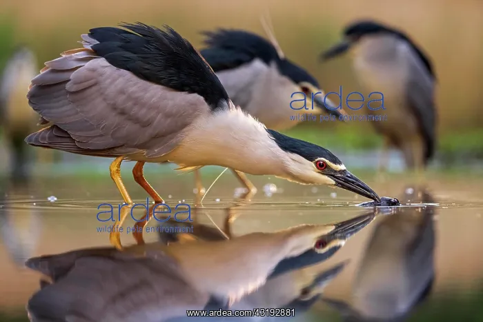 : Black crowned night heron (Nycticorax nycticorax) : Black crowned night heron (Nycticorax nycticorax)